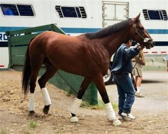 Big_brown_belmont_crop_exact