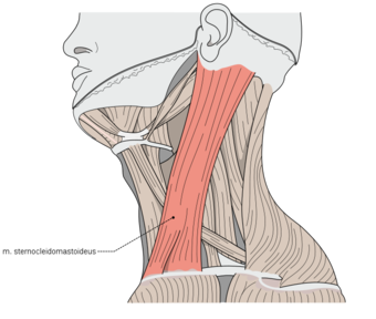 707px-musculi_coli_sternocleidomastoideus