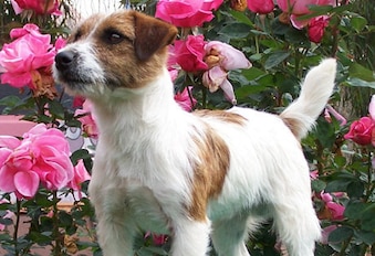 Terrier2_crop_exact