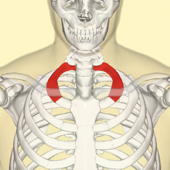 600px-first_rib_3_crop_north