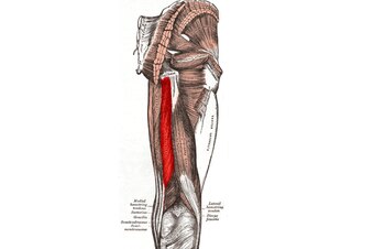 Hamstring_original_crop_exact