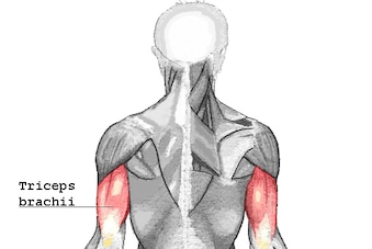 Triceps_brachii_crop_exact