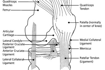 658px-knee_diagram_crop_exact