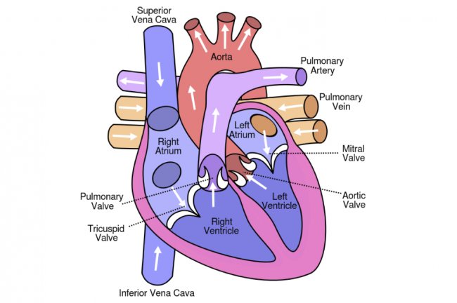 Heart_original_original_original_crop_exact.jpg?w=650&h=432&q=85