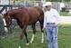 Hall of Famer D. Wayne Lukas will saddle Will Take Charge