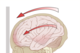 Concussions occur when the brain rotates within the skull. Photo from Wikimedia Commons.