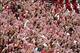 September 8, 2012; Tuscaloosa, AL, USA; Alabama Crimson Tide fans cheer their team on against the Western Kentucky Hilltoppers during the first half at Bryant Denny Stadium. Mandatory Credit: John David Mercer-USA TODAY Sports