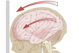 Concussions occur when the brain moves within the skull. It elongates, rotates and deforms, but it does not necessarily need to contact the inside of the skull as once thought. Photo from Wikimedia Commons.