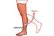 The above diagram shows the basic motions of the knee—flexion and extension. Photo courtesy of www.gla.ac.uk.