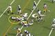 Brown has the presence of mind to get lower than the defenders and, using his speed, is able to get a 16th yard on the 3rd-and-15.