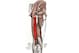 The semitendinosus is seen in red. The semimembranosus and biceps femoris are immediately to its left and right, respectively. Photo from Wikimedia Commons.