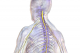 The spinal cord, seen here in yellow, connects the brain to the rest of the body and allows for motion, sensation and control of the body's organs. Photo from Wikimedia Commons.