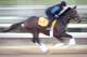 ARCADIA, CA - OCTOBER 30: Ron the Greek and a rider train in preparation for the Breeders' Cup World Championships at Santa Anita Park on October 30, 2013 in Arcadia, California. (Photo by Harry How/Getty Images)