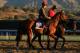 ARCADIA, CA - OCTOBER 31: Chriselliam is lead to the turf in preparation for the Breeders' Cup World Championships at Santa Anita Park on October 31, 2013 in Arcadia, California. (Photo by Jeff Gross/Getty Images)