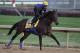 LOUISVILLE, KY - NOVEMBER 03: Breeders' Cup Classic hopeful Game On Dude gallops over the track during morning workouts for the upcoming Breeders' Cup World Championships at Churchill Downs on November 3, 2011 in Louisville, Kentucky. (Photo by Rob Carr