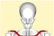The clavicle (red) connects the arm to the center of the body via the acromion of the scapula and the sternum.
