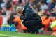 LONDON, ENGLAND - NOVEMBER 20: Arsenal manager Arsene Wenger reacts to Tottenham's winning goal during the Barclays Premier League match between Arsenal and Tottenham Hotspur at the Emirates Stadium on November 20, 2010 in London, England. (Photo by Mik
