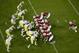 Stanford stacked the line and beat Oregon playing smashmouth football.