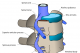 This diagram shows the normal relationships of the spinal cord, intervertebral discs and vertebrae.