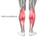 The Achilles tendon connects the gastrocnemius and soleus to the back of the heel, allowing for plantarflexion—or pointing the toes.