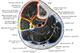 This diagram shows a cross-sectional representation of the lower leg and shows the four main muscle compartments. The yellow outline depicts the lateral compartment, the red outline depicts the anterior compartment and the orange and blue outlines depict the posterior compartments.