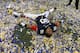 Auburn DT Gabe Wright
