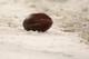 GREEN BAY, WI - JANUARY 12: A football sits in the snow during the game between the Green Bay Packers and the Seattle Seahawks during the NFC divisional playoff game on January 12, 2008 at Lambeau Field in Green Bay, Wisconsin. (Photo by Jonathan Daniel