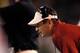 Oklahoma's Bob Stoops was the DC at K-State from 1991-95 and the DC at Florida from 1996-98.