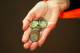 LONDON, ENGLAND - JANUARY 04: A matchday steward holds a handful of coins that were thrown in the direction of Theo Walcott of Arsenal during the Budweiser FA Cup third round match between Arsenal and Tottenham Hotspur at Emirates Stadium on January 4, 2