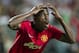 Zaha's frustrations may be eased by a short-term loan deal.