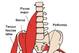 Several muscles—such as the adductors longus, brevis and magnus—adduct the leg.