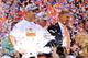 DENVER, CO - JANUARY 19: Peyton Manning #18, head coach John Fox and John Elway, executive vice president of football operations for the Denver Broncos, celebrate after they defeated the New England Patriots 26 to 16 in the AFC Championship game at Sport