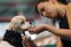 Prim and proper: Dogs will look their finest at the Birmingham tournament.