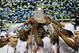 ATLANTA, GA - MARCH 16: The Florida Gators celebrate with the trophy after their 61 to 60 win over the Kentucky Wildcats in the Championship game of the 2014 Men's SEC Basketball Tournament at Georgia Dome on March 16, 2014 in Atlanta, Georgia. (Photo b
