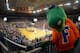 GAINESVILLE, FL - NOVEMBER 8: The mascot of the Florida Gators poses above the arena during play against the North Florida Ospreys November 8, 2013 at the Stephen C. O'Connell Center in Gainesville, Florida. Florida won 77 - 69. (Photo by Al Messerschm