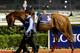 DUBAI, UNITED ARAB EMIRATES - JANUARY 09: Steeler is lead around the parade ring prior to the start of Race 6 the Al Maktoum Challenge Round 1 during the first Longines Carnival Meeting at the Meydan Racecourse on January 9, 2014 in Dubai, United Arab Em