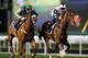 DUBAI, UNITED ARAB EMIRATES - JANUARY 09: Mickael Barzalona riding Ahtoug (R) wins Race 2, Longines Master Collection during the first Longines Carnival Meeting at the Meydan Racecourse on January 9, 2014 in Dubai, United Arab Emirates. (Photo by Franco