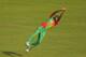 DHAKA, BANGLADESH - MARCH 30: Ziaur Rahman of Bangladesh takes a diving catch to dismiss Kamran Akmal of Pakistan during the ICC World Twenty20 Bangladesh 2014 match between Pakistan and Bangladesh at Sher-e-Bangla Mirpur Stadium on March 30, 2014 in Dha