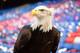 LONDON, ENGLAND - FEBRUARY 22: A bird of prey pictured prior to the Barclays Premier League match between Crystal Palace and Manchester United at Selhurst Park on February 22, 2014 in London, England. (Photo by Laurence Griffiths/Getty Images)
