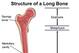 The above diagram shows the basic locations of the diaphysis, metaphysis and epiphysis within the human femur—or thigh bone.
