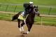 LOUISVILLE, KY - APRIL 25: Intense Holiday is riden by Isabelle Bourez during the morning exercise session in preparation for the 140th Kentucky Derby at Churchill Downs on April 25, 2014 in Louisville, Kentucky. (Photo by Matthew Stockman/Getty Images)