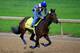 LOUISVILLE, KY - APRIL 30: Big Bazinga ridden by Loren Diego goes over the track during the morning exercise session in preparation for the 140th Kentucky Derby at Churchill Downs on April 30, 2014 in Louisville, Kentucky. (Photo by Rob Carr/Getty Images