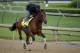 Apr 29, 2014; Louisville, KY, USA; Exercise rider Jelani Grant works out Kentucky Derby hopeful Candy Boy on the track at Churchill Downs. Mandatory Credit: Jamie Rhodes-USA TODAY Sports
