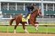 LOUISVILLE, KY - APRIL 30: Danza runs on the track during the morning training for the Kentucky Derby at Churchill Downs on April 30, 2014 in Louisville, Kentucky. (Photo by Andy Lyons/Getty Images)