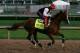 LOUISVILLE, KY - MAY 01: Kentucky Derby contender California Chrome works during early morning workouts at Churchill Downs on May 1, 2014 in Louisville, Kentucky. (Photo by Kevin C. Cox/Getty Images)