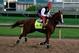 LOUISVILLE, KY - MAY 01: Kentucky Derby contender California Chrome works during early morning workouts at Churchill Downs on May 1, 2014 in Louisville, Kentucky. (Photo by Kevin C. Cox/Getty Images)
