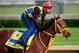 LOUISVILLE, KY - APRIL 29: Wildcat Red is ridden by Juan Belmonte during the morning exercise session in preparation for the140th Kentucky Derby at Churchill Downs on April 29, 2014 in Louisville, Kentucky. (Photo by Rob Carr/Getty Images)