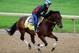 LOUISVILLE, KY - APRIL 30: Medal Count ridden by Faustino Aguilar during the morning exercise session in preparation for the 140th Kentucky Derby at Churchill Downs on April 30, 2014 in Louisville, Kentucky. (Photo by Rob Carr/Getty Images)