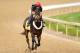 LOUISVILLE, KY - APRIL 29: Ride On Curlin is ridden by Bryan Beccia during the morning exercise session in preparation for the140th Kentucky Derby at Churchill Downs on April 29, 2014 in Louisville, Kentucky. (Photo by Matthew Stockman/Getty Images)
