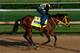 LOUISVILLE, KY - MAY 01: Kentucky Derby contender Wildcat Red works out on the track during early morning workouts at Churchill Downs on May 1, 2014 in Louisville, Kentucky. (Photo by Kevin C. Cox/Getty Images)